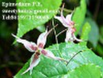 Epimedium Plant Extract