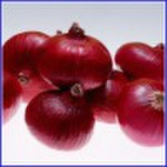 Fresh red onion