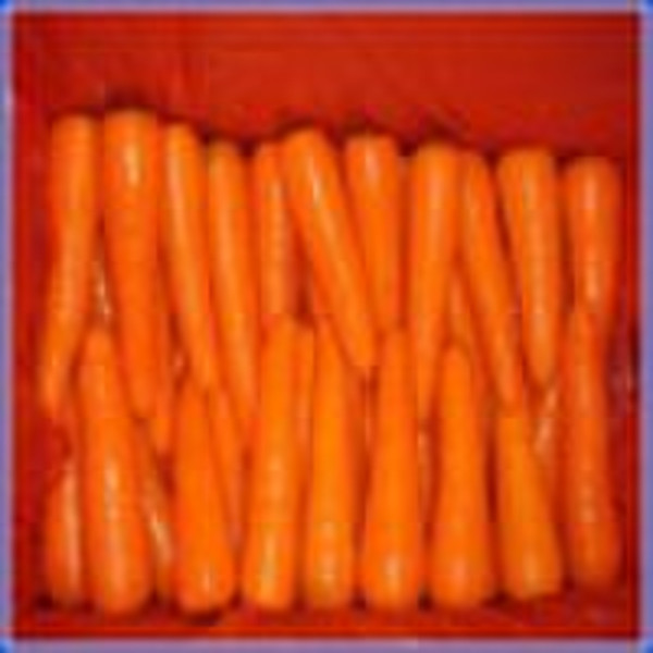 Fresh Carrot