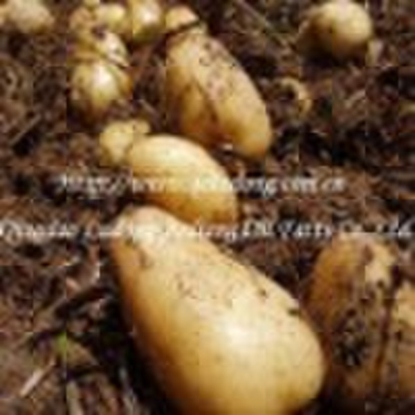new crop hollan potato
