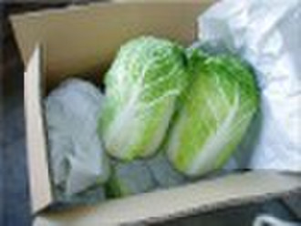 CHINESE CABBAGE