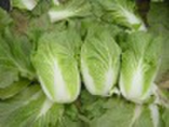 fresh chinese cabbage