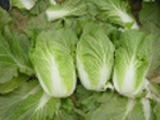 fresh white cabbage