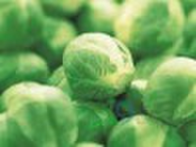 fresh cabbage