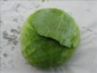 Fresh Cabbage