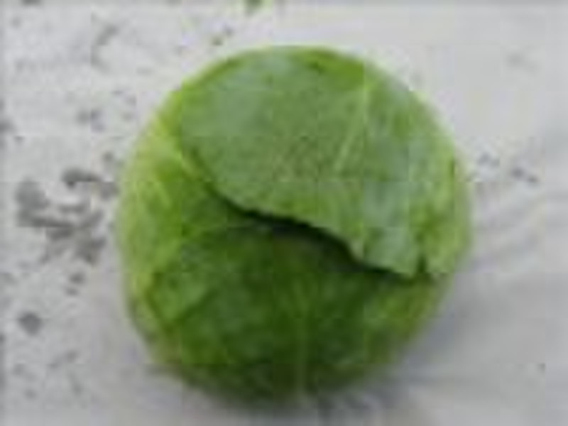 Fresh Cabbage