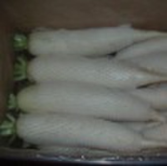 fresh white radish