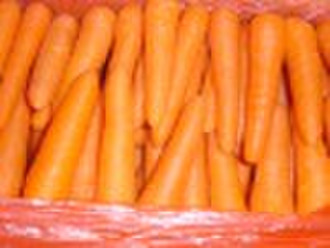 fresh carrot