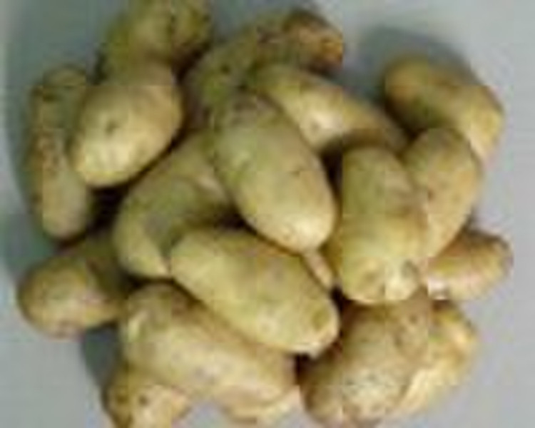 fresh potato