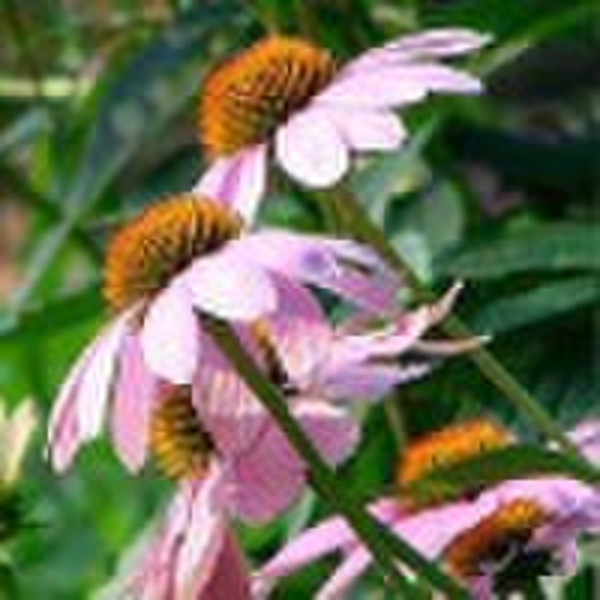 Herbal medicine of Echinacea Herb Extract