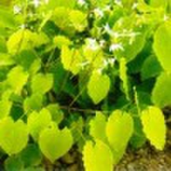 Herbal extract of Epimedium Extract