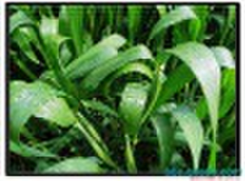 Young Barley Leaves Powder