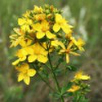 St. John's Wort Extract