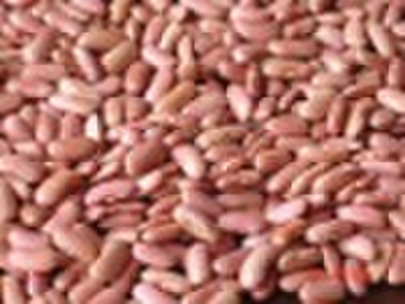 light red kidney   bean