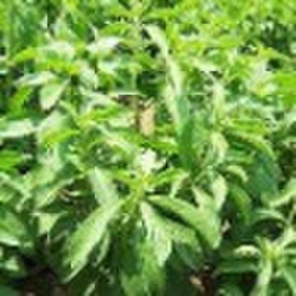 Stevia  extract