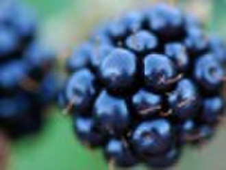 Bilberry Plant Extract