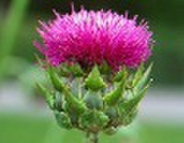 top quality silymarin/milk thistle extract