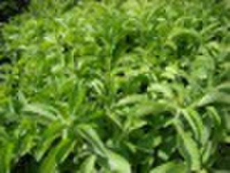 Stevia leaf P.E.