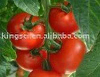 ISO certificated lycopene powder