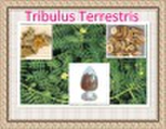 Tribulus Terrestris P.E.,Puncturevine Caltrop Frui