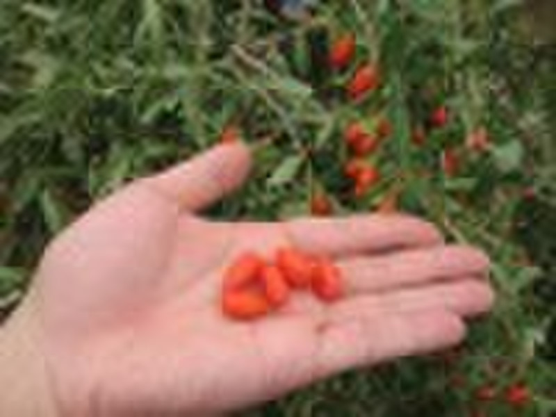 Organic Goji Berry