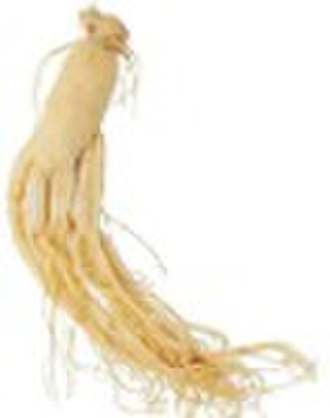 organic white ginseng p.e.