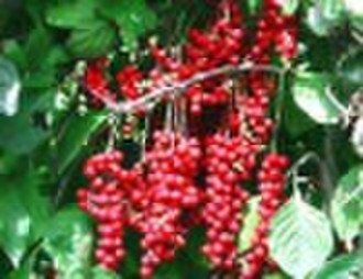 Organic Schisandra Berries P.E.