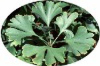 Ginkgo Biloba Extract