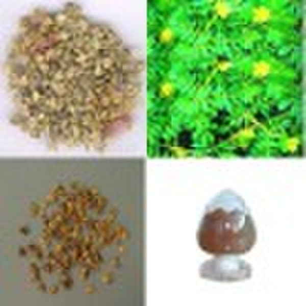 Tribulus Terrestris Extract (Tribulosides 20%, 40%