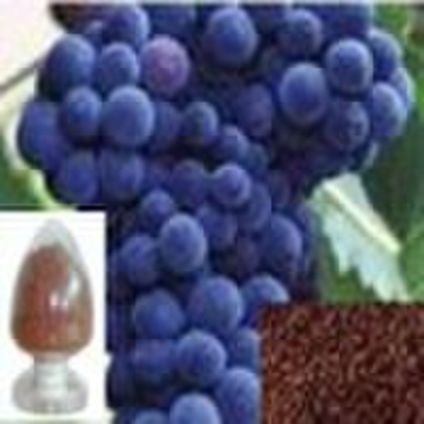 Grape Seed Extract / Proantocyanidins(OPC)95%