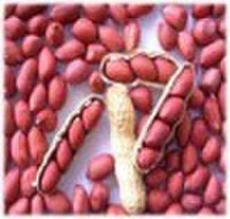 rote Haut Erdnüsse (40 / 50,50 / 60)