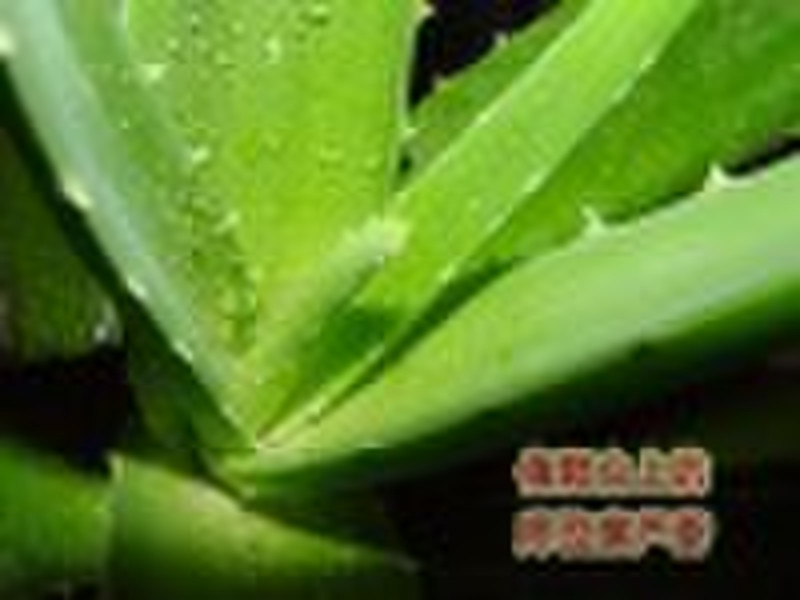 Aloe Vera Extract