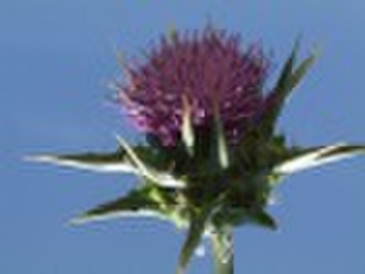 Milk Thistle P.E.