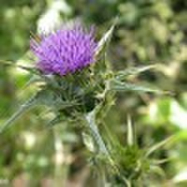 Milk Thistle P.E.