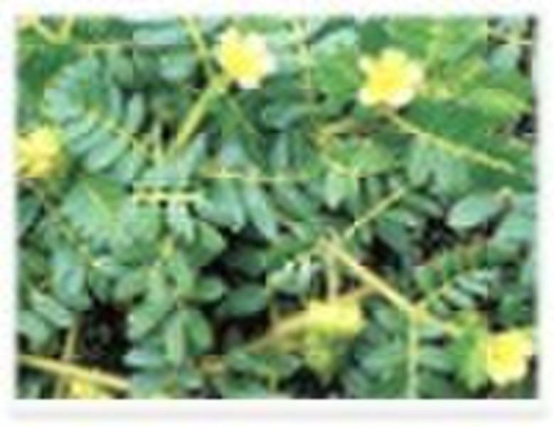 Tribulus terrestris P.E