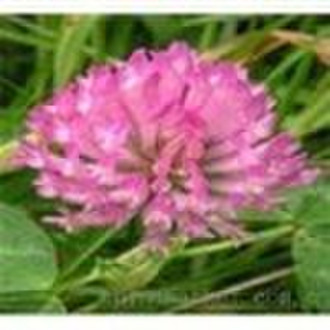 Red Clover Extract-2.5%,8%,20%,40%  Isoflavones