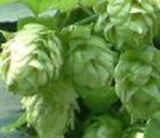 Hops Extract -50%Alpha acid