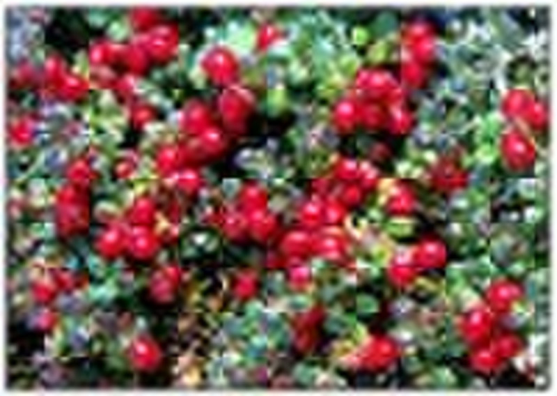 High quality Cranberry Extract