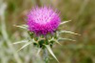 Milk Thistle Extract Silymarin