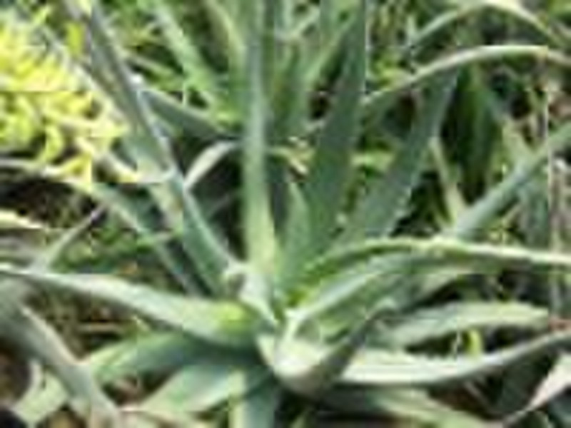 Aloe Vera Plant Extract