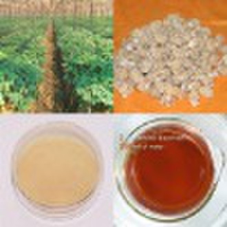 American Ginseng Root Extract