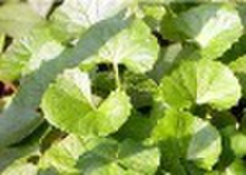 gotu Kola extract / Centella Asiatica extract Asia