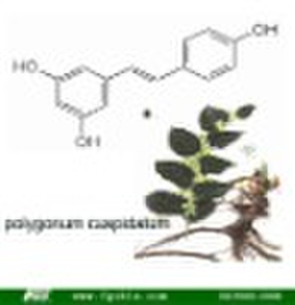 polygonum cuspidatum Resveratrol 25%,50%,98%,99%