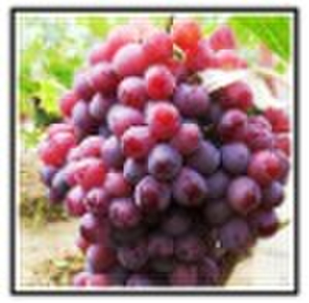 Grape Seed Extract OPC(Oligomeric Proantho Cyanidi