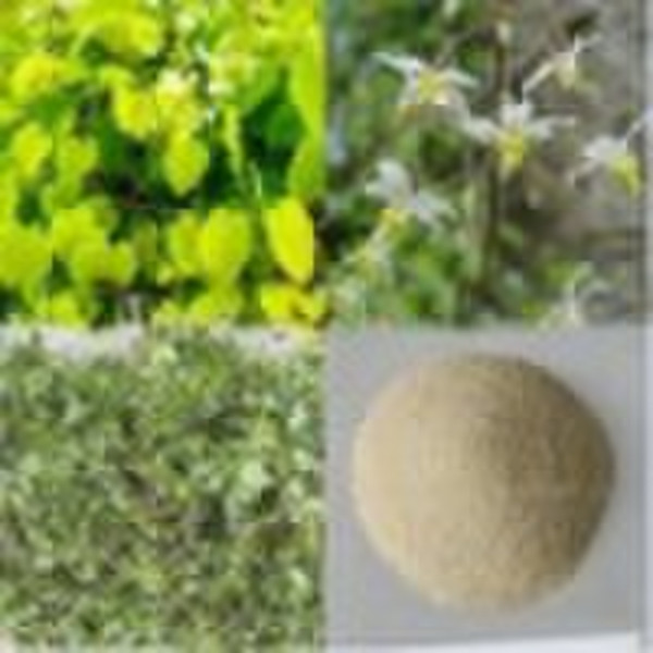 High Quality Epimedium Extract Icariin