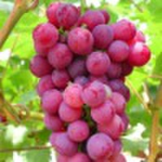 Grape Seed Extract, proanthocyanidins