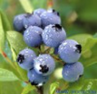 Bilberry Extract  ,25% ,36% Anthocyanidins