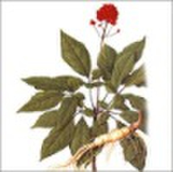 Panax Ginseng Extract