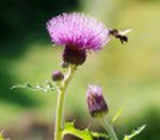 Milk Thistle Extract