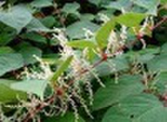 Resveratrol , Giant Knotweed Extract